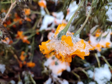 Foto de Flores cubiertas de hielo de nieve primer plano. Flores de color amarillo anaranjado brillante Chernobrivtsy y hierba cubierta de hielo y nieve en un día de invierno. Invierno, invernal, frío, hielo, helado, congelado. Fondo natural - Imagen libre de derechos