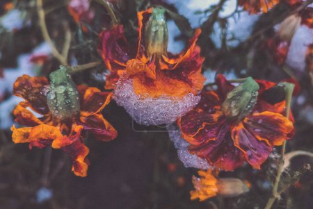 Foto de Flores marrones florecientes con pétalos cubiertos de hielo de nieve en el primer día de invierno. Flores Chernobrivtsy y hierba cubierto de hielo y nieve. Invierno, invernal, frío, hielo, helado, congelado. Fondo natural - Imagen libre de derechos