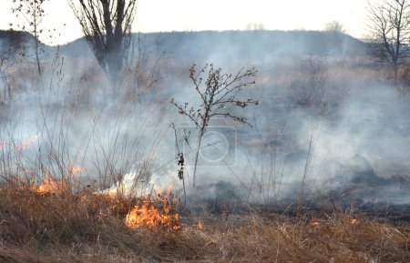 Photo for Dry grass burning on field during day close-up. Burning dry grass in field. Flame, fire, smoke, ash, dried grass. Smoking wild fire. Ecological disaster, environment, climate change, ecology pollution - Royalty Free Image