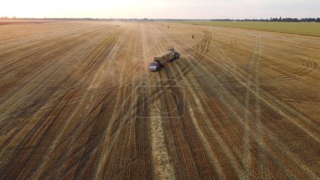 Photo for Collecting gathering stacks of straw in wheat after harvest field, loading on truck and transporting on summer evening. Aerial drone view. Field of mowed spike of cereal. Field harvest crop harvesting - Royalty Free Image