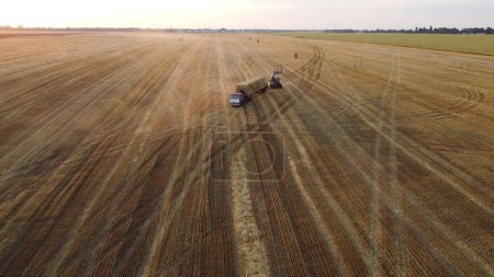 Photo for Collecting gathering stacks of straw in wheat after harvest field, loading on truck and transporting on summer evening. Aerial drone view. Field of mowed spike of cereal. Field harvest crop harvesting - Royalty Free Image