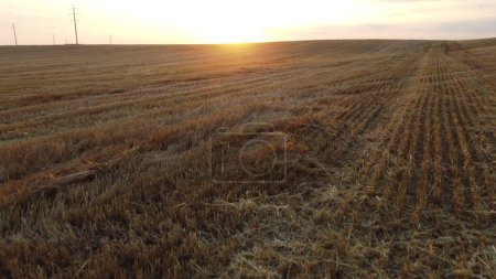 Photo for Flying over mowed wheat stalks at sunset dawn in summer. Sunset sun on the horizon. Straw stacks. Field yellow dry stems from mowed harvested wheat. Agricultural agrarian. Harvest harvesting hayfield - Royalty Free Image