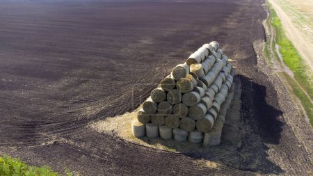 Téléchargez les photos : De nombreuses balles de paille de blé roulent sur le champ de blé après la récolte du blé. Voler au-dessus des balles de paille roule sur le terrain. Agricole agro-industriel agricole. Vue aérienne du drone - en image libre de droit
