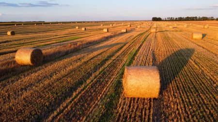 Téléchargez les photos : De nombreuses balles de paille de blé tordues en rouleaux avec de longues ombres après la récolte du blé reposent sur le champ au lever du soleil couchant. Voler au-dessus des balles de paille roule sur le terrain. Vue aérienne sur drone. Paysage agricole - en image libre de droit