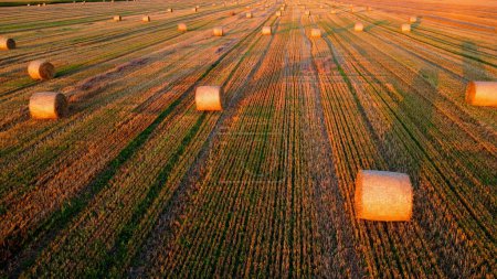 Téléchargez les photos : De nombreuses balles de paille de blé tordues en rouleaux avec de longues ombres après la récolte du blé reposent sur le champ au lever du soleil couchant. Voler au-dessus des balles de paille roule sur le terrain. Vue aérienne sur drone. Paysage agricole - en image libre de droit