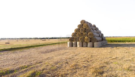 Téléchargez les photos : De nombreuses balles de paille de blé roulent sur le champ de blé après la récolte du blé à l'aube du coucher du soleil. Voler au-dessus des balles de paille roule sur le terrain à l'aube du coucher du soleil. Agricole agro-industriel agricole. Vue aérienne du drone - en image libre de droit