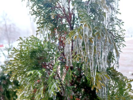 Sehr lange Eiszapfen an immergrünen Thuja-Zweigen in Nahaufnahme. Eiszapfen aus Wassereis auf Blättern von Buschbäumen am Wintertag. Gefrorene Äste. eisbedeckte Nadelpflanze. Natur im Hintergrund. Natürliche Kulisse