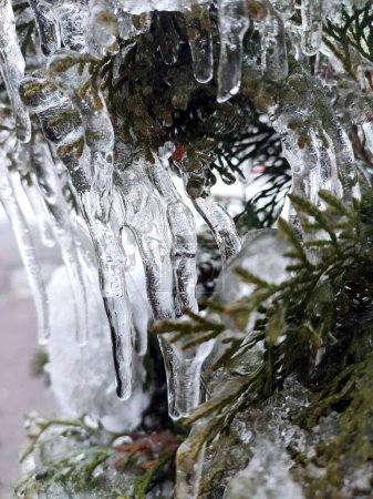 Sehr lange Eiszapfen an immergrünen Thuja-Zweigen in Nahaufnahme. Eiszapfen aus Wassereis auf Blättern von Buschbäumen am Wintertag. Gefrorene Äste. eisbedeckte Nadelpflanze. Natur im Hintergrund. Natürliche Kulisse