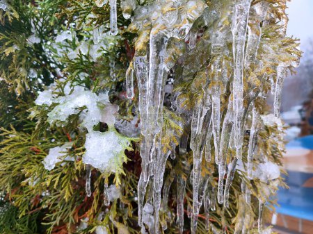 Very long icicles on evergreen thuja branches close-up. Icicles from water ice on leaves of bush tree on winter day. Frozen branches. ice-covered coniferous plant. Nature background. Natural backdrop