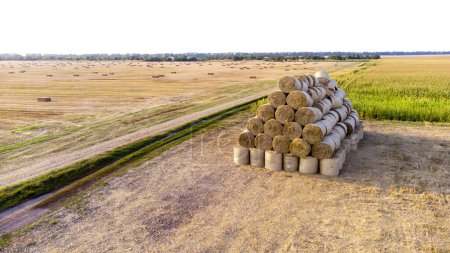 Téléchargez les photos : De nombreuses balles de paille de blé roulent sur le champ de blé après la récolte du blé à l'aube du coucher du soleil. Voler au-dessus des balles de paille roule sur le terrain à l'aube du coucher du soleil. Agricole agro-industriel agricole. Vue aérienne du drone - en image libre de droit