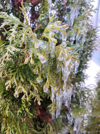Icicles on evergreen thuja branches close-up. Icicles from water ice on leaves of bush tree on winter day. Frozen branches. ice-covered coniferous plant. Nature background. Natural backdrop