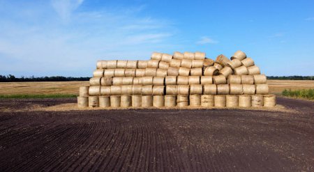Many bales of rolls of dry straw after wheat harvest on field. Bales in form of rolls of yellow dried twisted straw collected together. Pressed straw. Stacking baling straw. Stacks Skirdy briquettes