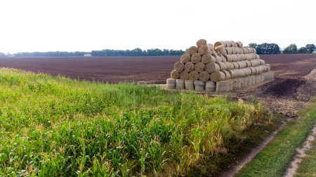 Téléchargez les photos : Beaucoup de balles de paille dans le champ. De nombreux rouleaux de paille de blé empilés ensemble dans le champ après la récolte le jour de l'été. Domaine agricole agro-industriel agricole. l'agro-industrie. Vue aérienne du drone. - en image libre de droit