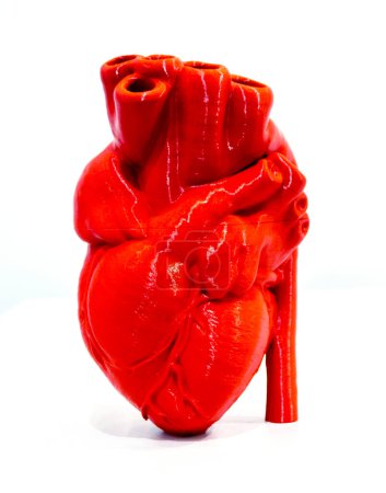 Un prototipo de un corazón humano impreso en 3D a partir de plástico rojo fundido. Modelo de un corazón humano impreso en una impresora 3D aislada sobre un fondo blanco. Nuevas tecnologías médicas modernas de impresión 3D aditiva