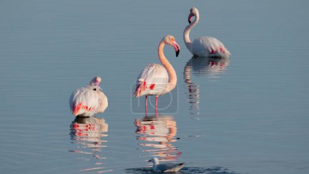 Foto de Pink flamingos in their natural environment, pond of molentargius, south sardinia - Imagen libre de derechos