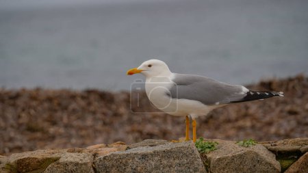 Photo for A red-billed herring gull (Larus argentatus), typical of the Mediterranean area - Royalty Free Image