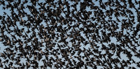 Photo for Flock of plovers in flight - Royalty Free Image
