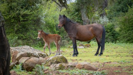 Téléchargez les photos : Les chevaux Giara paissent dans leur environnement naturel, Giara di Gesturi, Sardaigne du Sud - en image libre de droit