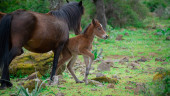 Giara horses graze in their natural environment, Giara di Gesturi, South Sardinia Poster #649204712