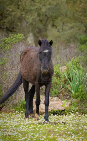 Téléchargez les photos : Les chevaux Giara paissent dans leur environnement naturel, Giara di Gesturi, Sardaigne du Sud - en image libre de droit