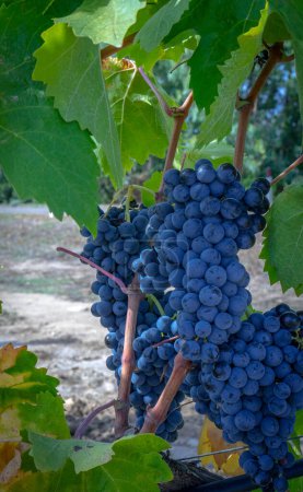 Photo for Ripe grapes ready for the harvest for the production of cannonau and carignano wine - Royalty Free Image