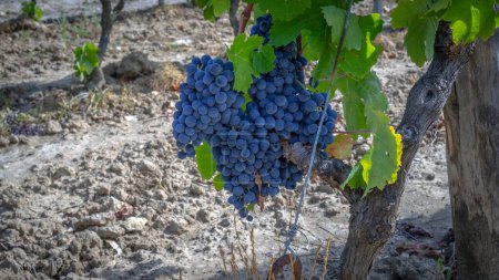 Téléchargez les photos : Raisins mûrs prêts pour la récolte pour la production de cannonau et de vin de carignano - en image libre de droit