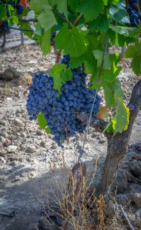 Photo for Ripe grapes ready for the harvest for the production of cannonau and carignano wine - Royalty Free Image