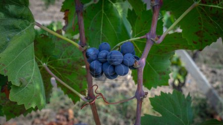 Téléchargez les photos : Raisins mûrs prêts pour la récolte pour la production de cannonau et de vin de carignano - en image libre de droit