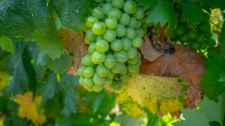 Photo for Vermentino vineyard in the locality of La Palma di Alghero in northern Sardini - Royalty Free Image