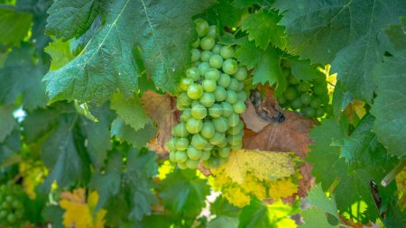 Photo for Vermentino vineyard in the locality of La Palma di Alghero in northern Sardini - Royalty Free Image