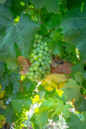 Téléchargez les photos : Vignoble Vermentino dans la localité de La Palma di Alghero dans le nord de la Sardaigne - en image libre de droit