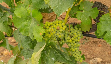 Téléchargez les photos : Raisins de Carignano mûrissant dans un vignoble du sud de la Sardaigne - en image libre de droit