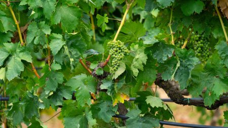 Téléchargez les photos : Raisins de Carignano mûrissant dans un vignoble du sud de la Sardaigne - en image libre de droit
