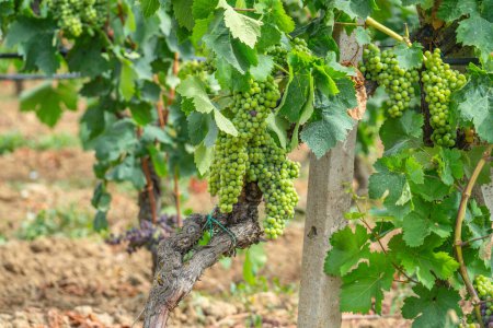 Photo for Carignano grapes ripening in a vineyard in southern Sardini - Royalty Free Image