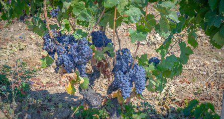 Photo for Ripe grapes ready for the harvest for the production of cannonau and carignano win - Royalty Free Image