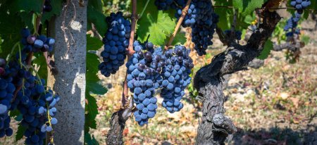 Photo for Ripe grapes ready for the harvest for the production of cannonau and carignano win - Royalty Free Image