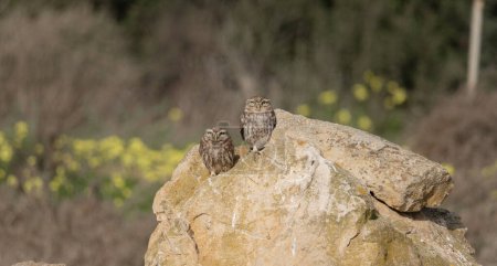 Téléchargez les photos : Petite Chouette (Athene noctua) paire, côte à côte, perchée sur une pierre, sud de la Sardaigne - en image libre de droit