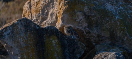 Téléchargez les photos : Petite Chouette (Athene noctua) paire, côte à côte, perchée sur une pierre, sud de la Sardaigne - en image libre de droit