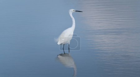 Photo for White heron walking in a pond looking for foo - Royalty Free Image