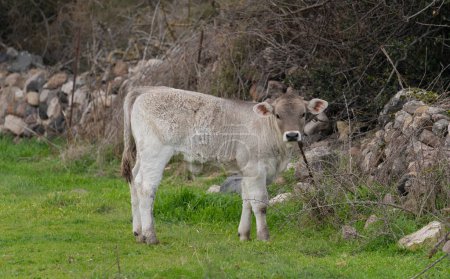 Bortigalese breed calf grazing in the Bortigali mountains in central Sardini