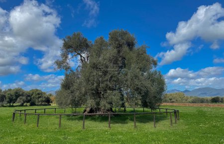 The secular olive tree Sa Reina in Sardinian the queen which has a stem with a circumference of 16 meters and which is located in the park of 'Sortu Mannu' in Villamassargia