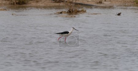 oiseaux se tenant sur le rivage de l'étang de porto pino dans la sardaigne méridionale, échasses à ailes noires