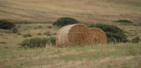 Round bales harvesting in golden field landscape, south Sardinia