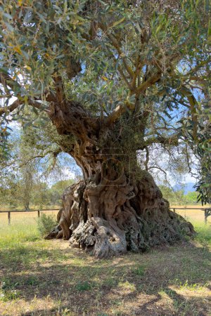 the secular olive tree Sa Reina (in Sardinian "the queen") in the park of 'Sortu Mannu' in Villamassargia