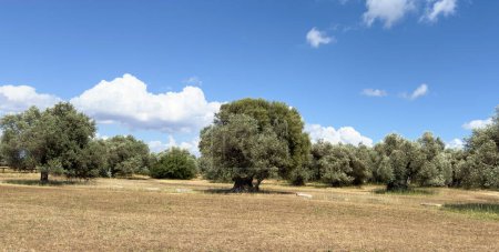 der jahrhundertealte Olivenbaum Sa Reina (auf sardisch "die Königin") im Park von 'Sortu Mannu' in Villamassargia