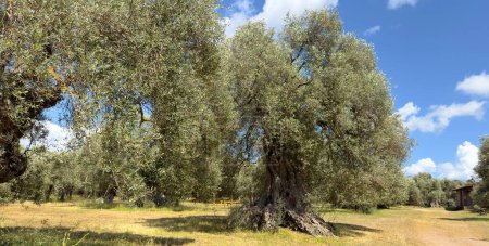 the secular olive tree Sa Reina (in Sardinian "the queen") in the park of 'Sortu Mannu' in Villamassargia