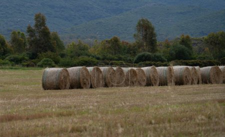 Cosecha de pacas redondas en paisaje de campo dorado, sur de Cerdeña