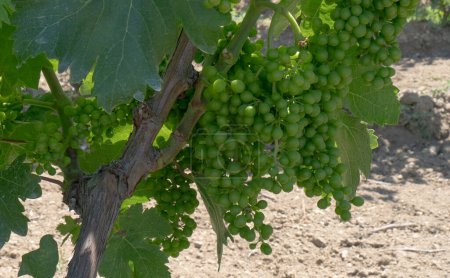 viñedos de Carignano y vino vermentino, Santadi, sur de Cerdeña