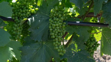 vineyards of Carignano and vermentino wine, Santadi, south Sardinia