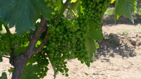 viñedos de Carignano y vino vermentino, Santadi, sur de Cerdeña